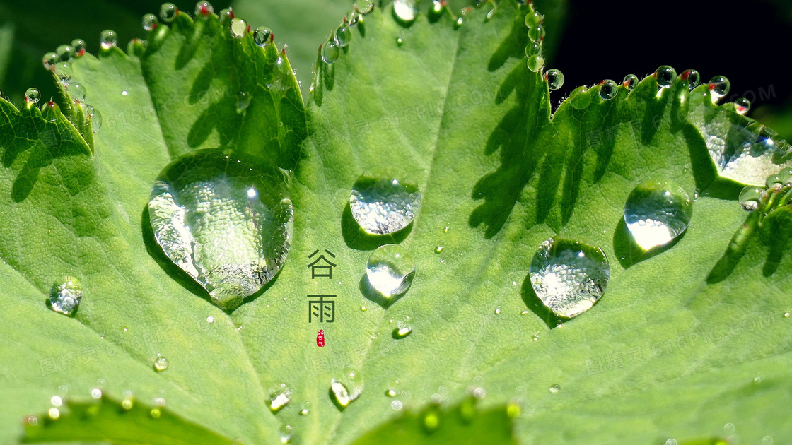 谷雨24节气图片