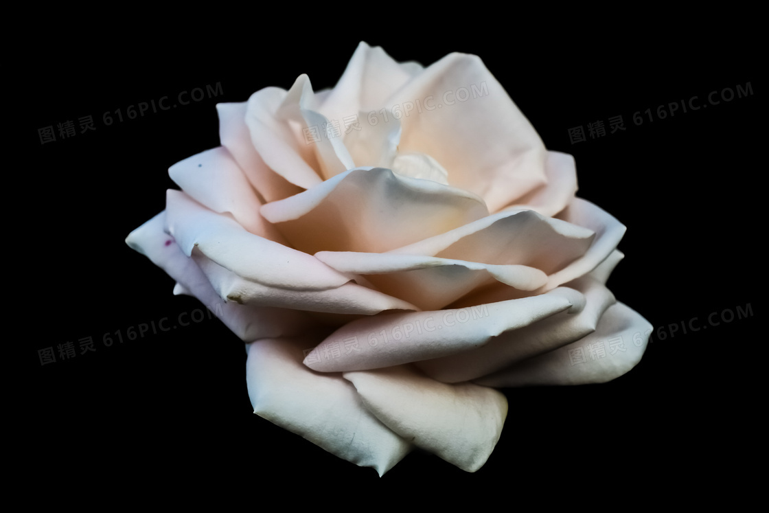 一朵白色玫瑰花图片