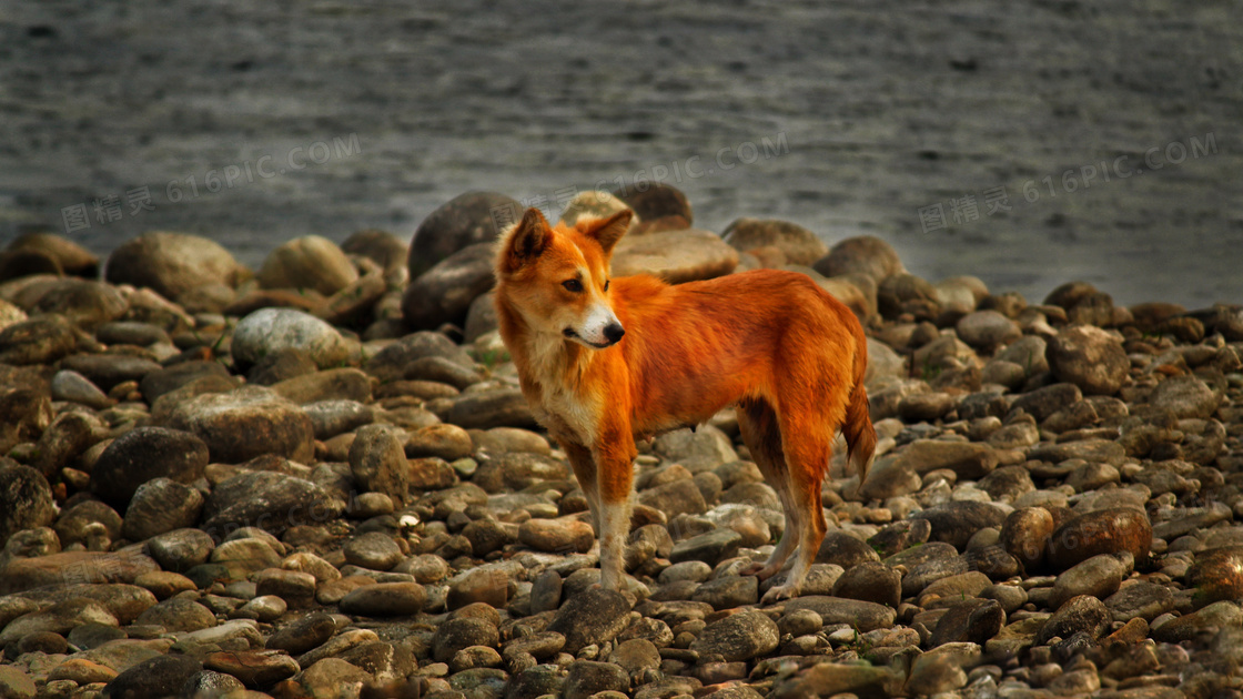 小型中华田园犬图片