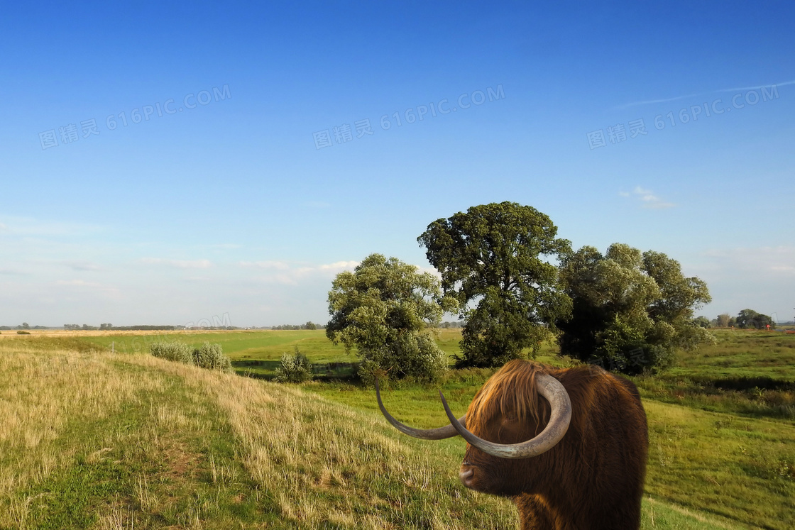 苏格兰高原牦牛图片