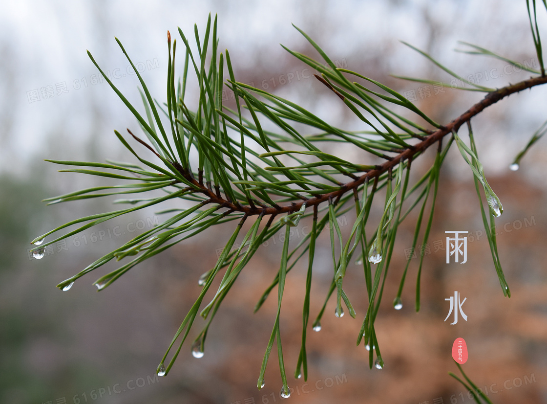 二十四节气雨水