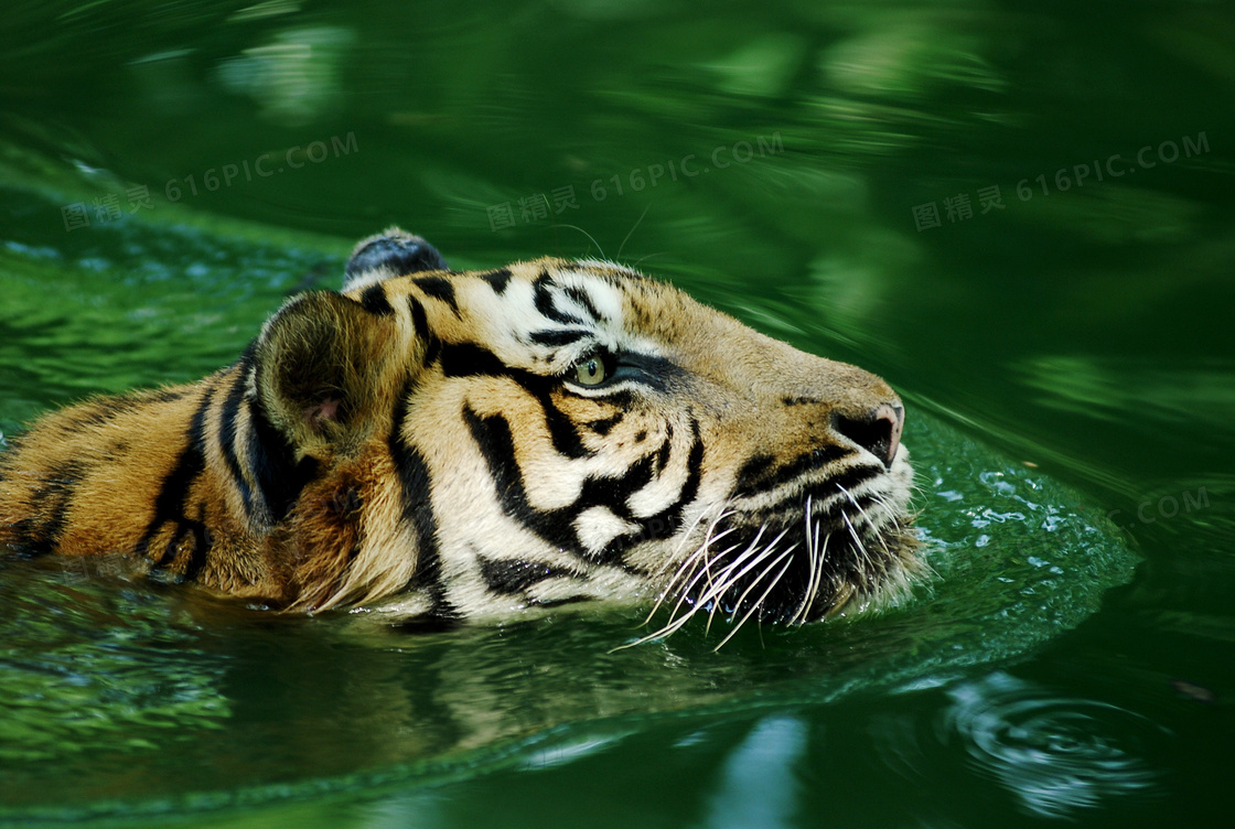 游泳的老虎图片
