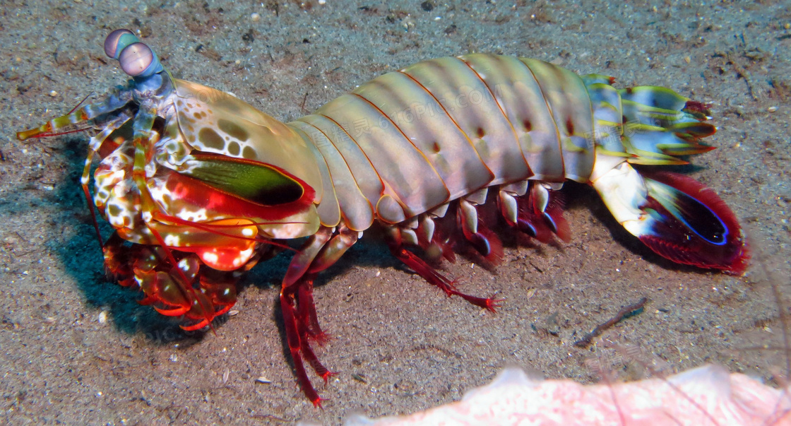 斑斓螳螂虾图片