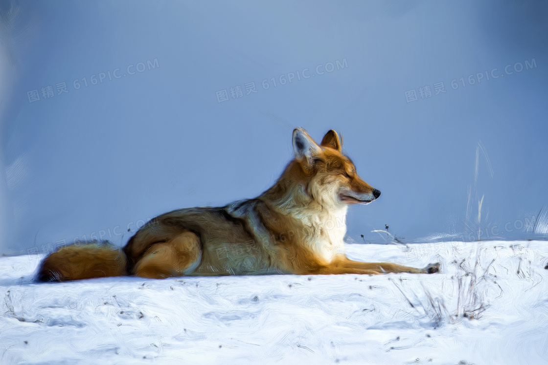 雪地狼jpg图片免费下载 编号vwqhl9ggv 图精灵