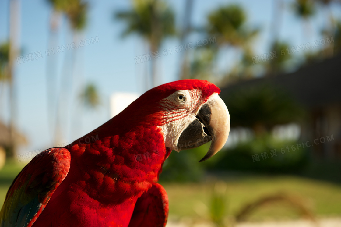 红色金刚鹦鹉图片