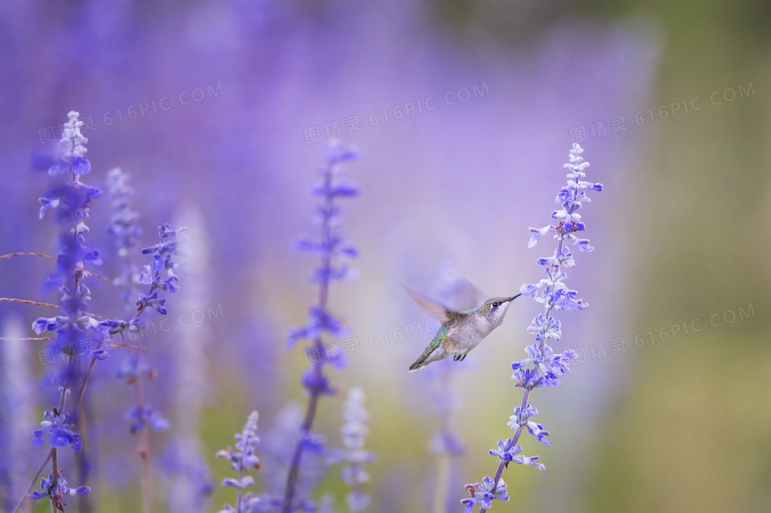 紫色鲜花蜂鸟图片