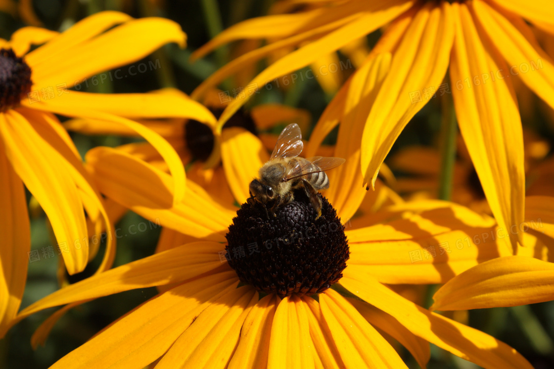 蜜蜂采花蜜图片 小蜜蜂采蜜图片大全