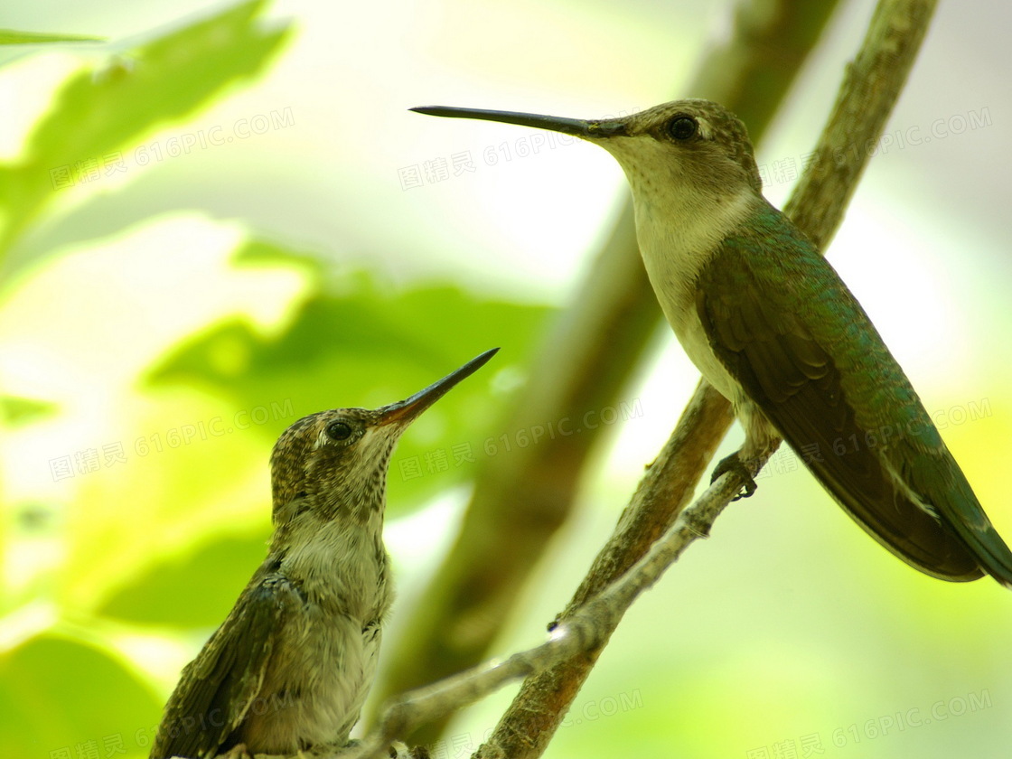 Free Images : bird, wing, fly, beak, color, hummingbird, fauna ...
