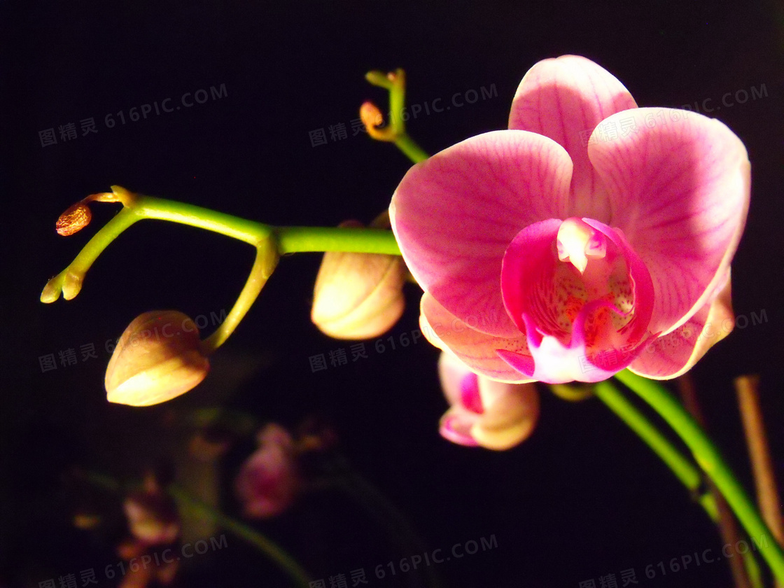 粉色蝴蝶兰花图片