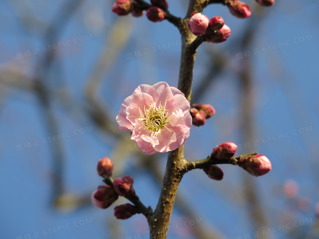 早春粉色梅花图片