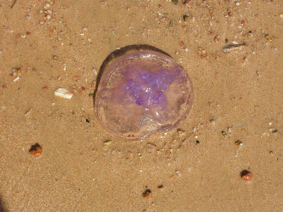 海滩桃花水母图片