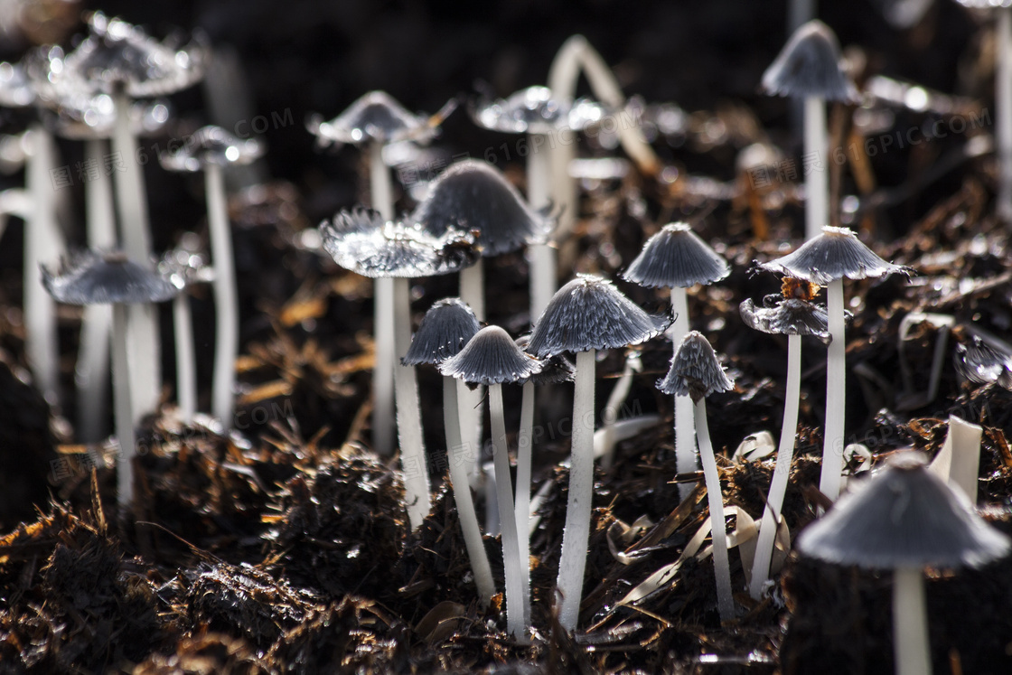 伞状小蘑菇图片