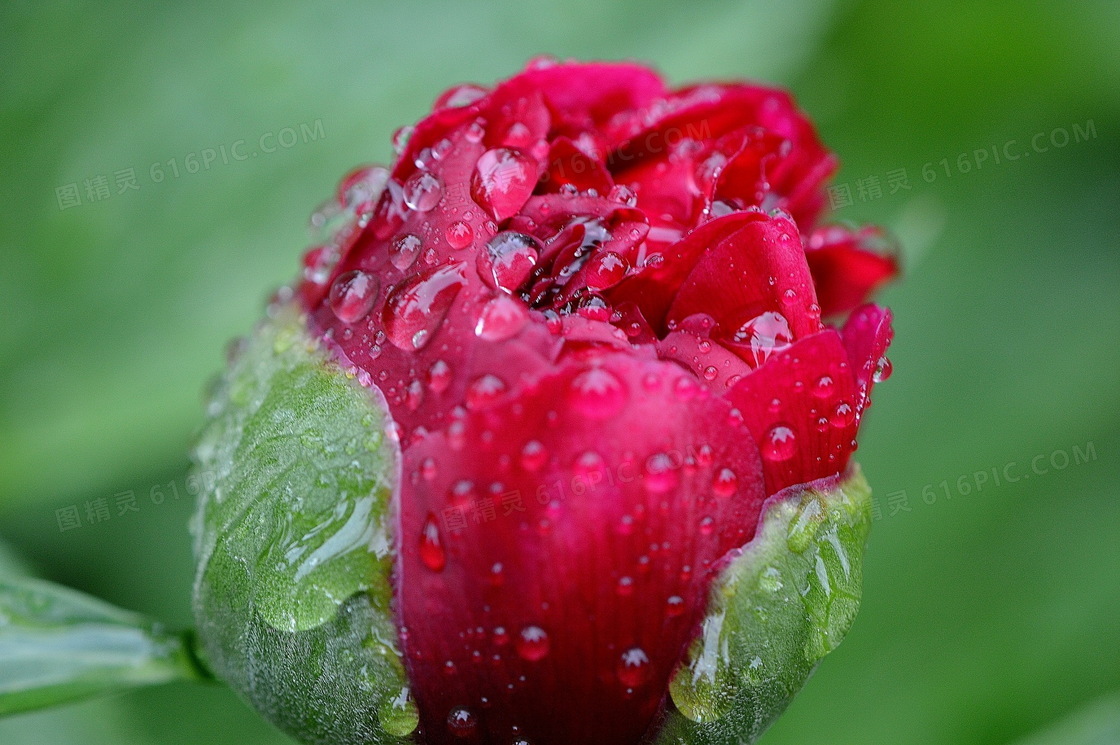 雨后牡丹花苞图片