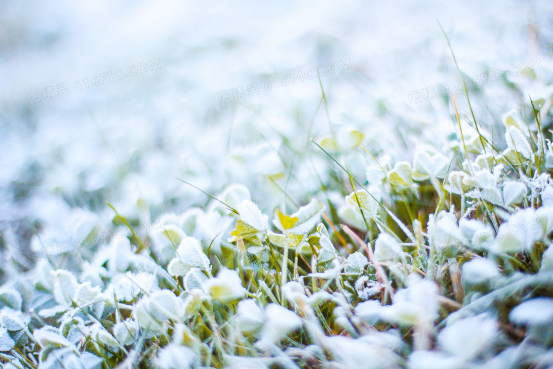 霜雪草地图片