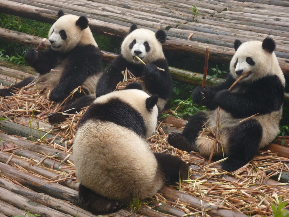 熊猫吃竹笋图片素材-编号39643690-图行天下