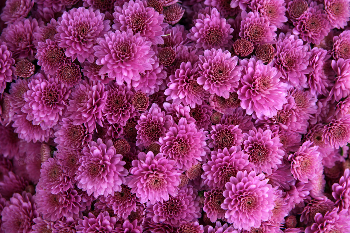 满屏紫红色菊花图片