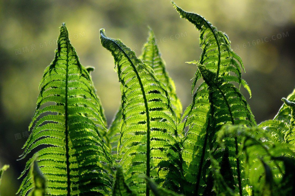 野生蕨類植物圖片