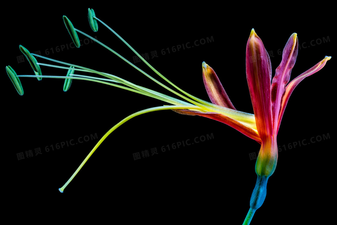 一朵花图片