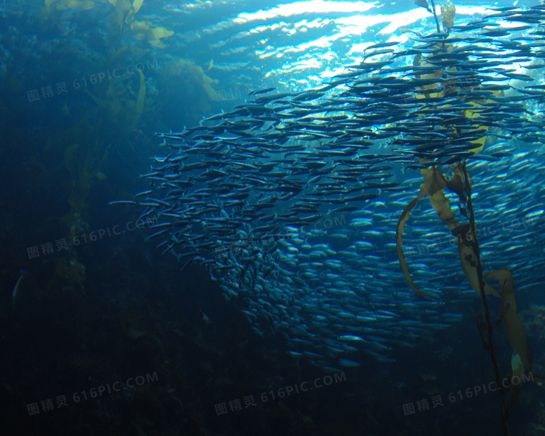 深海鱼群jpg图片免费下载 编号z2oh9on5v 图精灵
