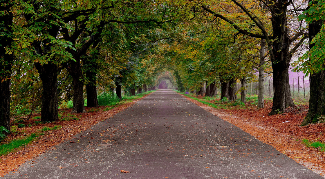 秋天树木道路图片