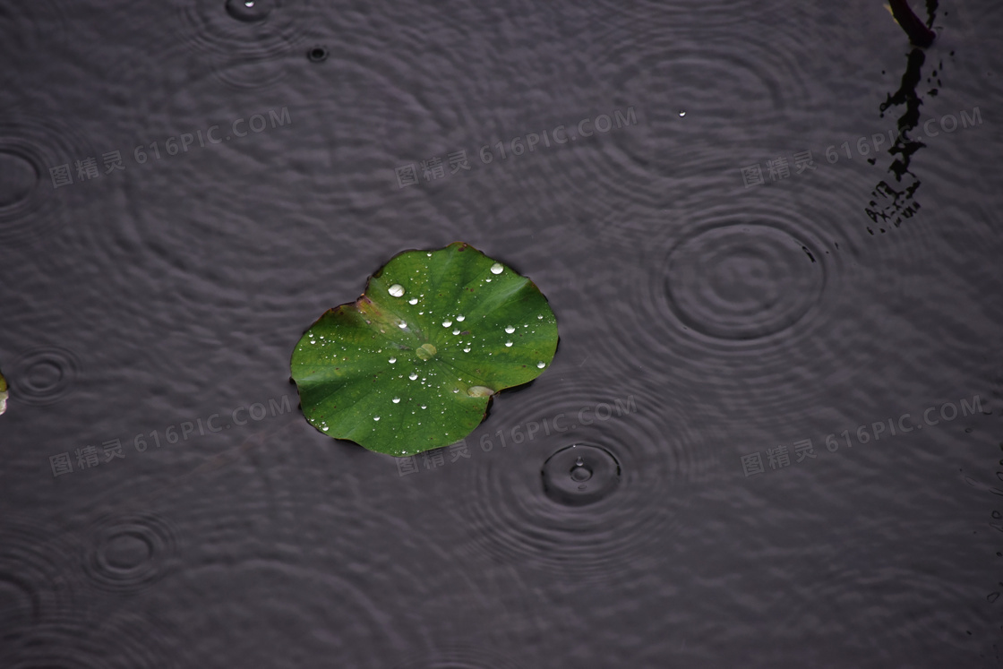 雨滴荷叶图片