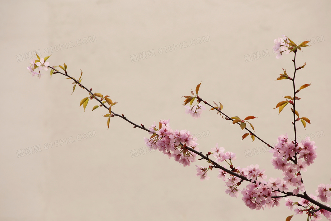 中国风桃花图片