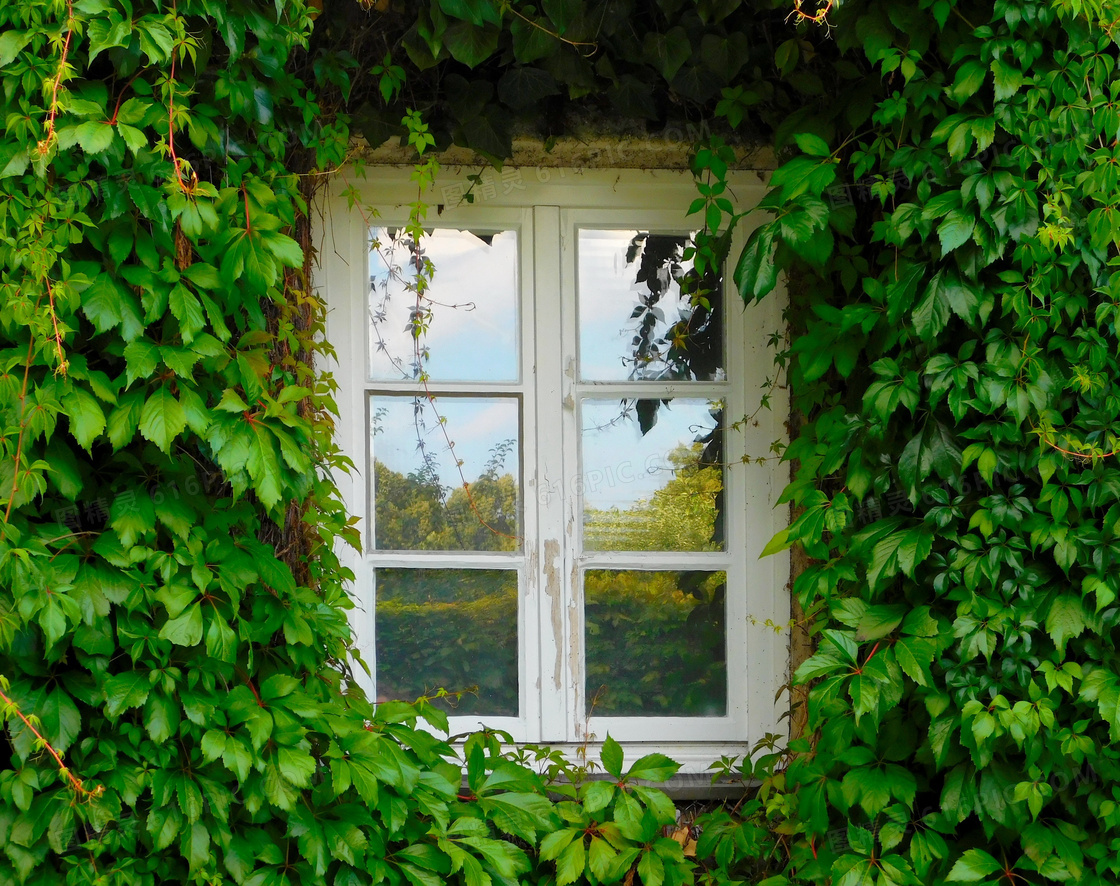 绿色藤蔓与窗户图片