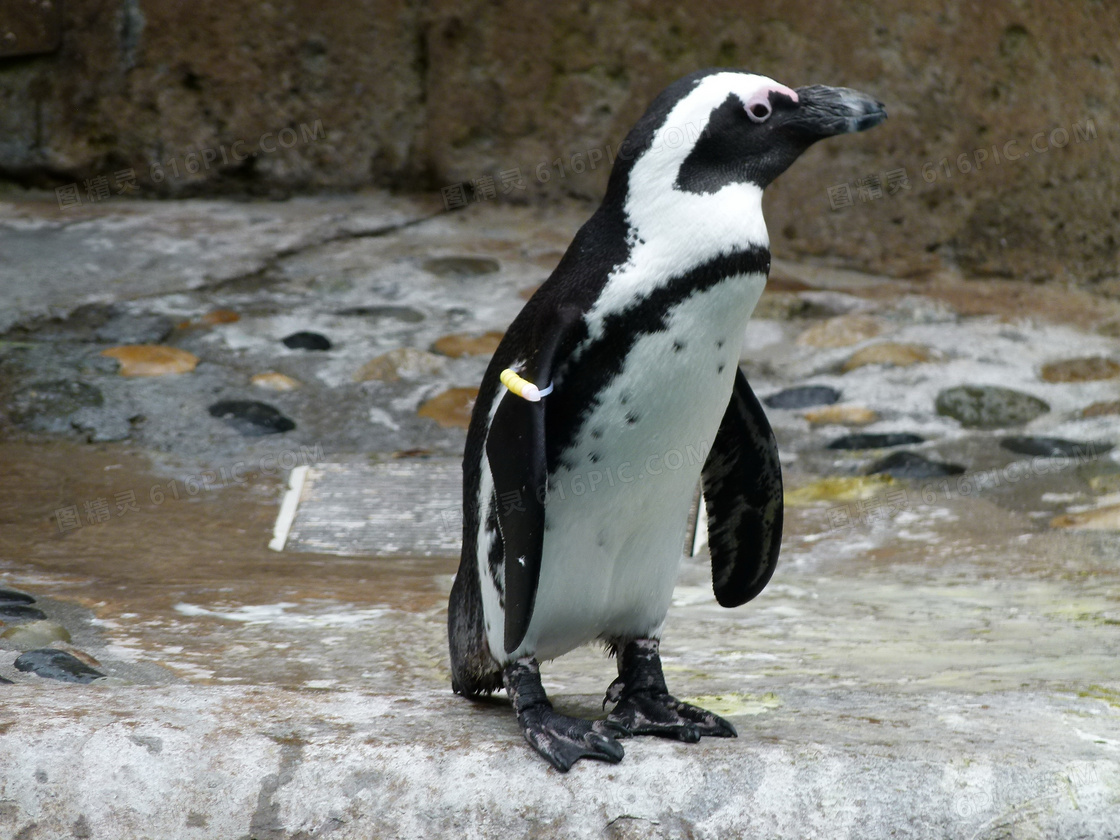 黑脚企鹅图片