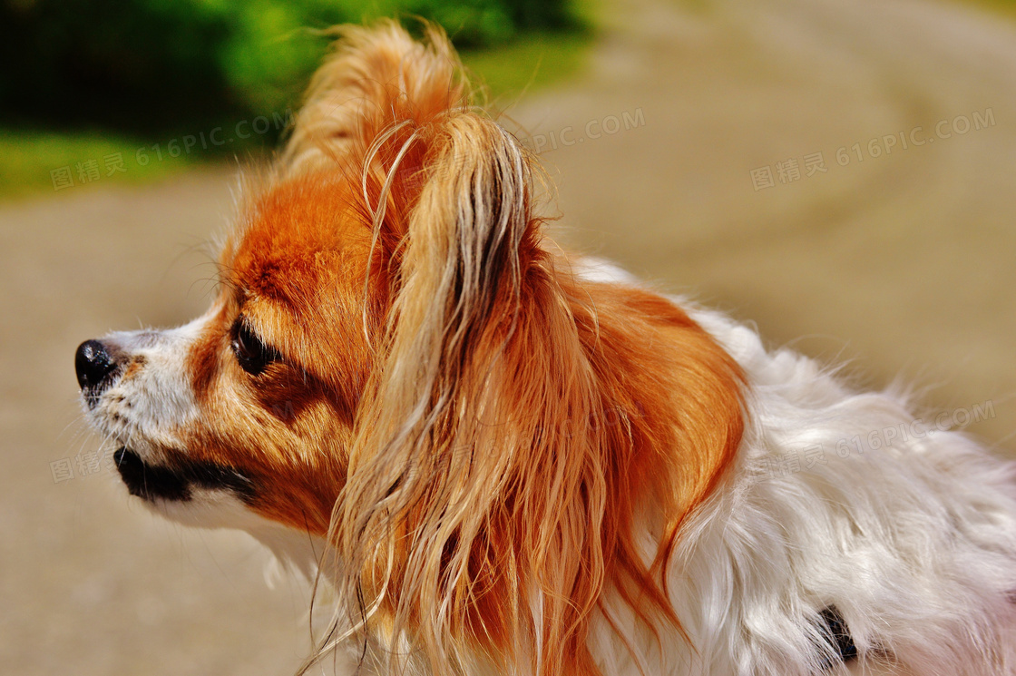 呆萌蝴蝶犬图片