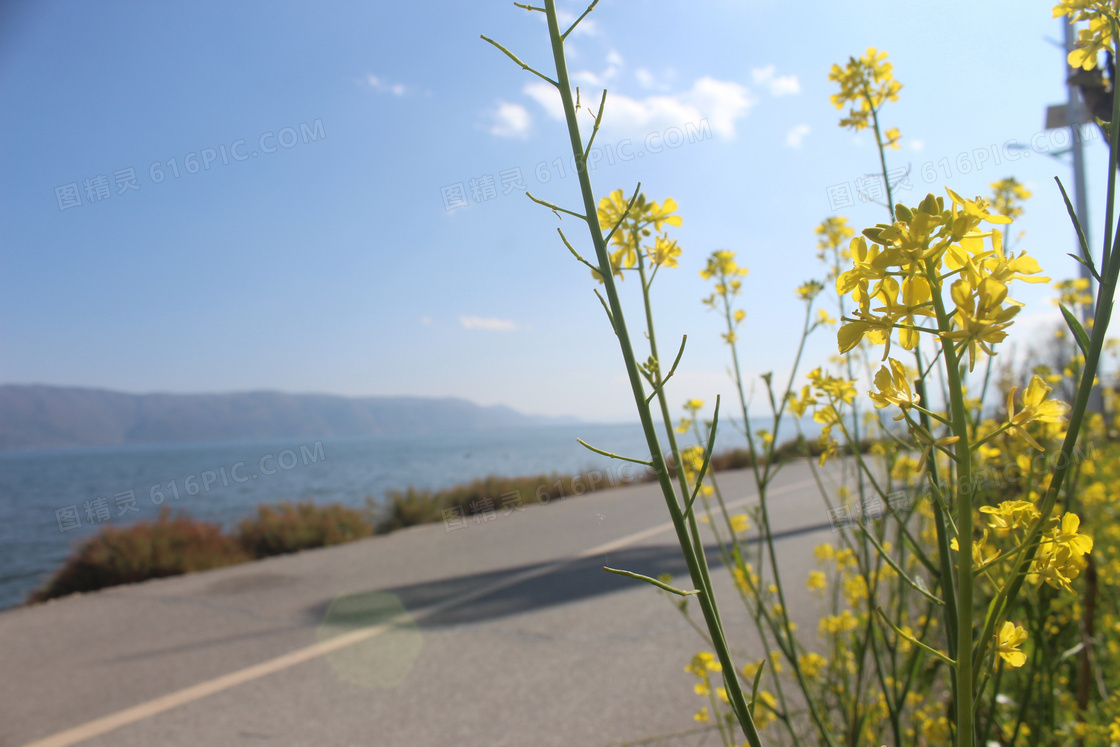 路边的油菜花图片