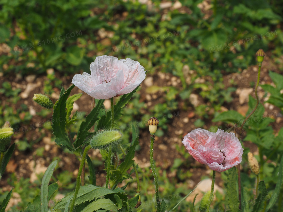 淡粉色罂粟花图片