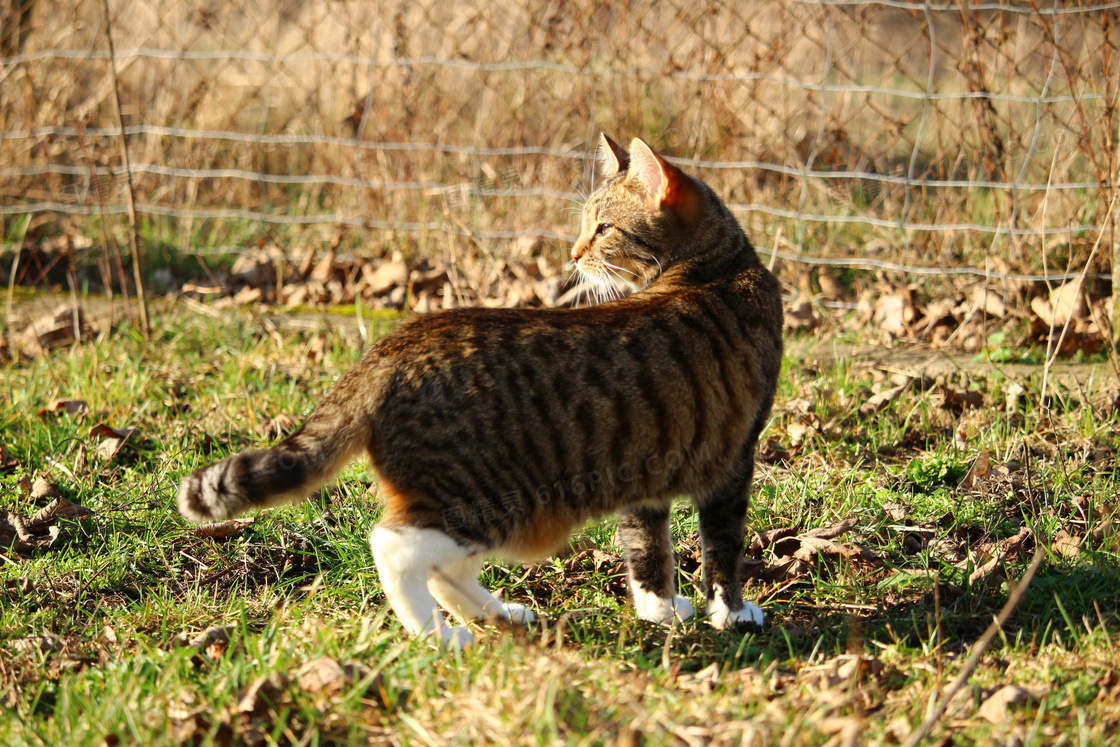 家养花猫图片