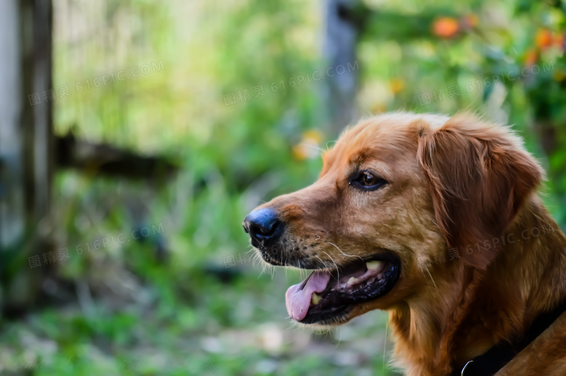 深色金毛犬圖片