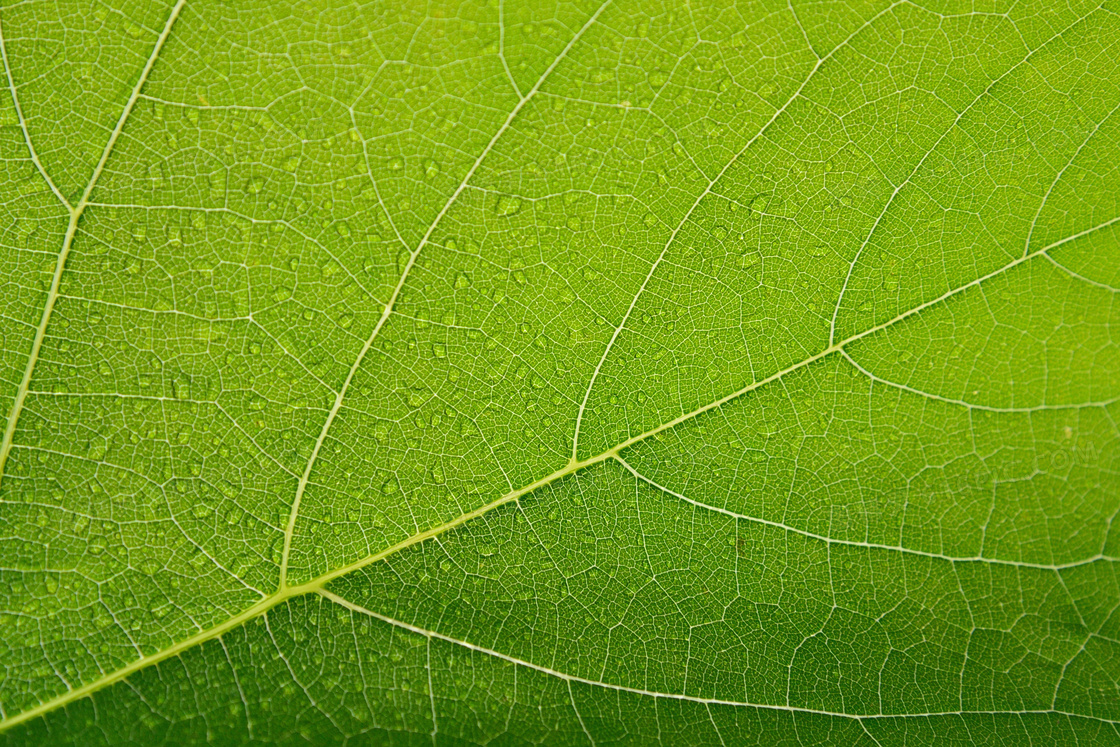 绿色叶子纹理背景图片