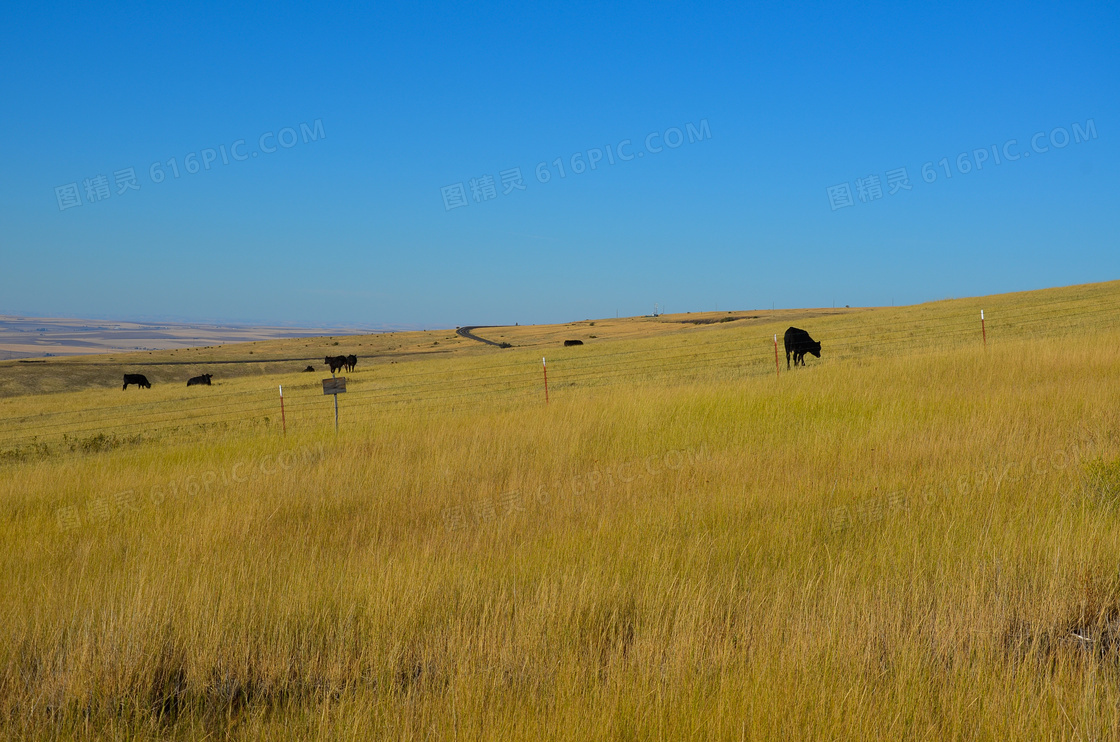 牧场草原图片
