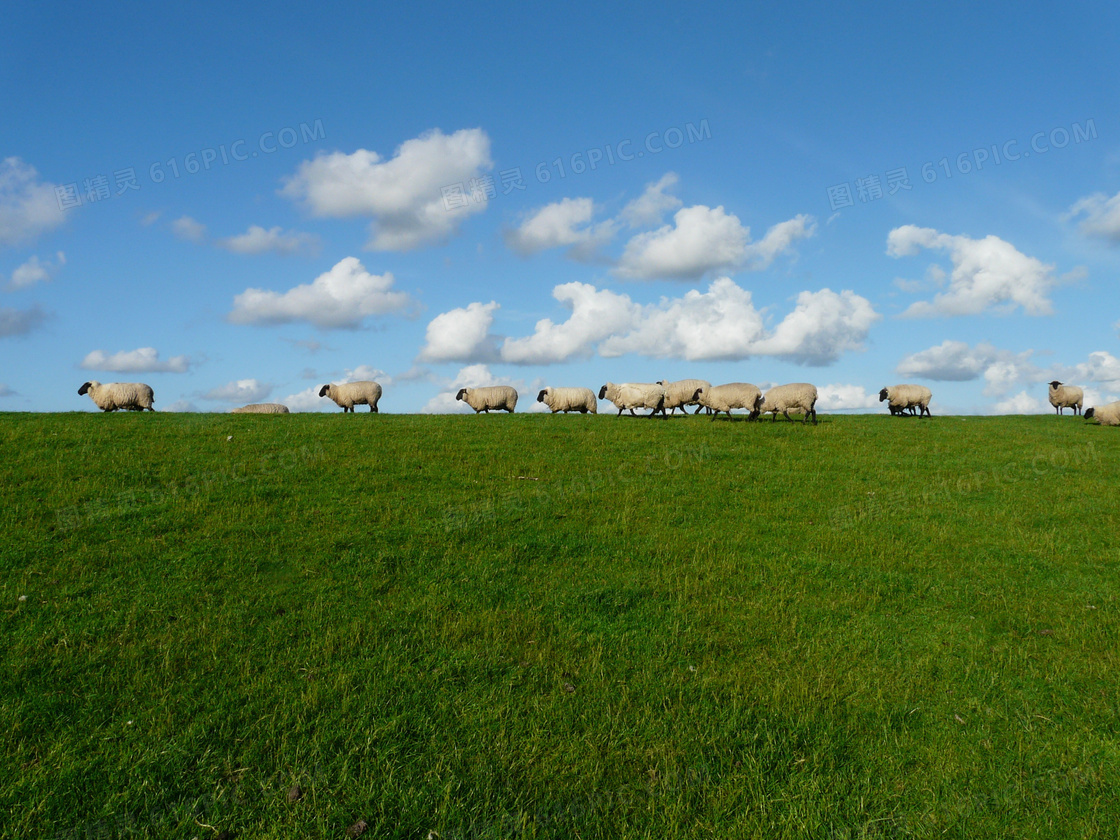 蓝天草原羊群图片