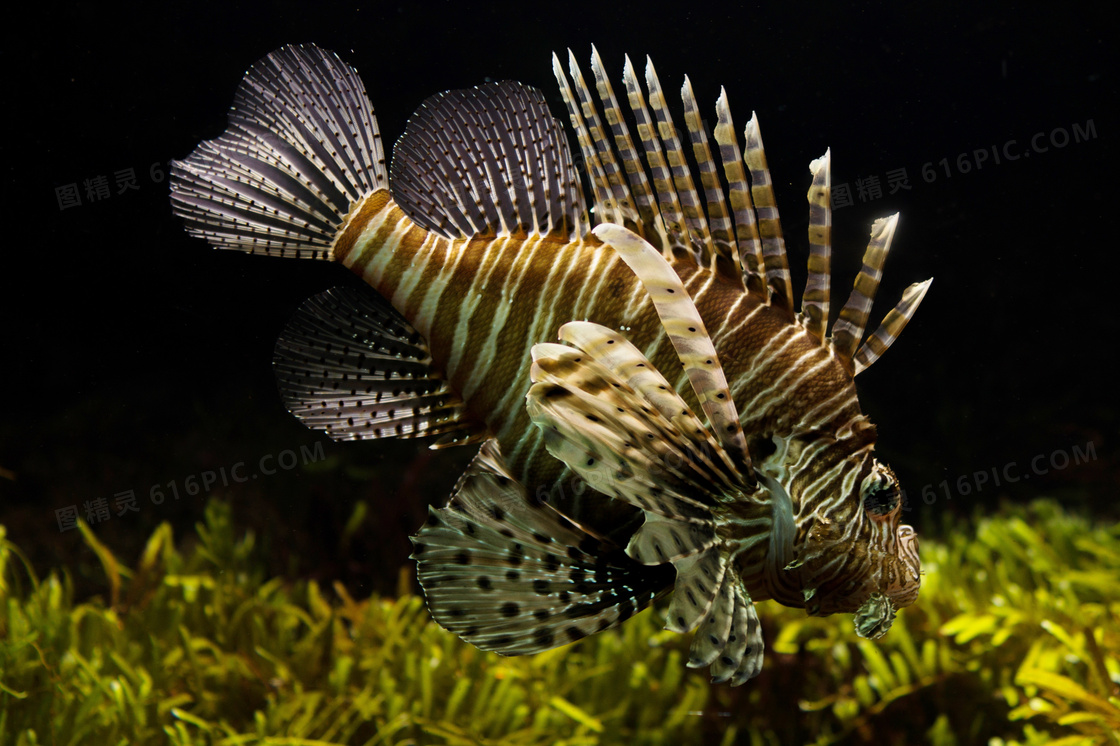 深海獅子魚圖片