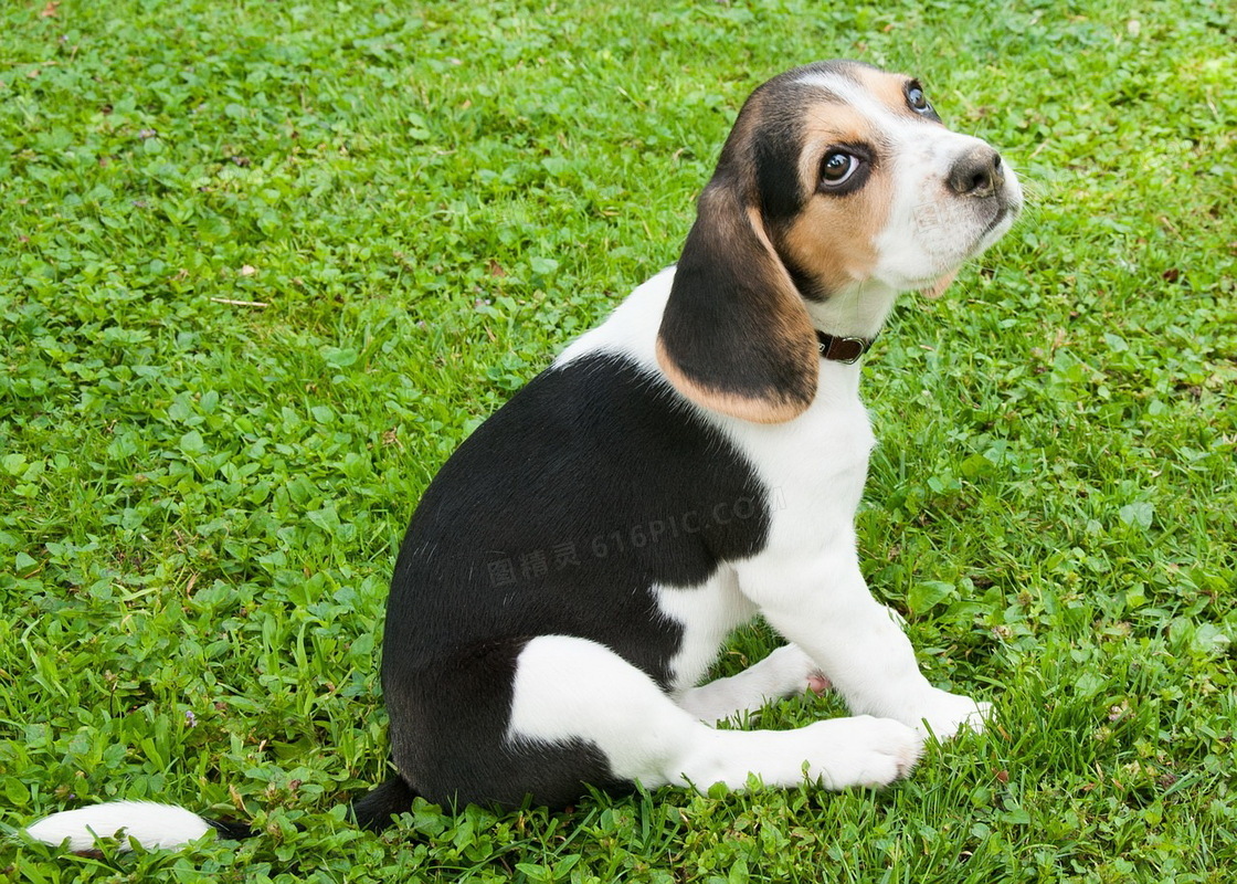 小比格犬耳朵小吗