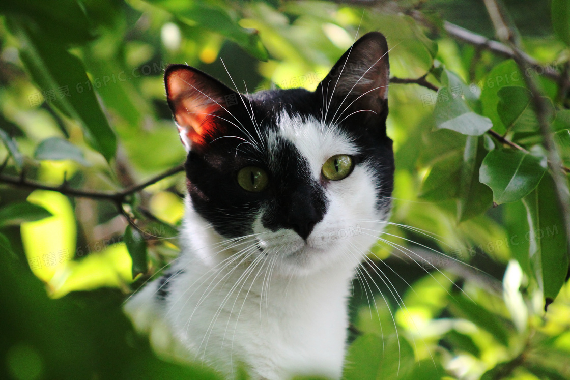 黑白花猫图片