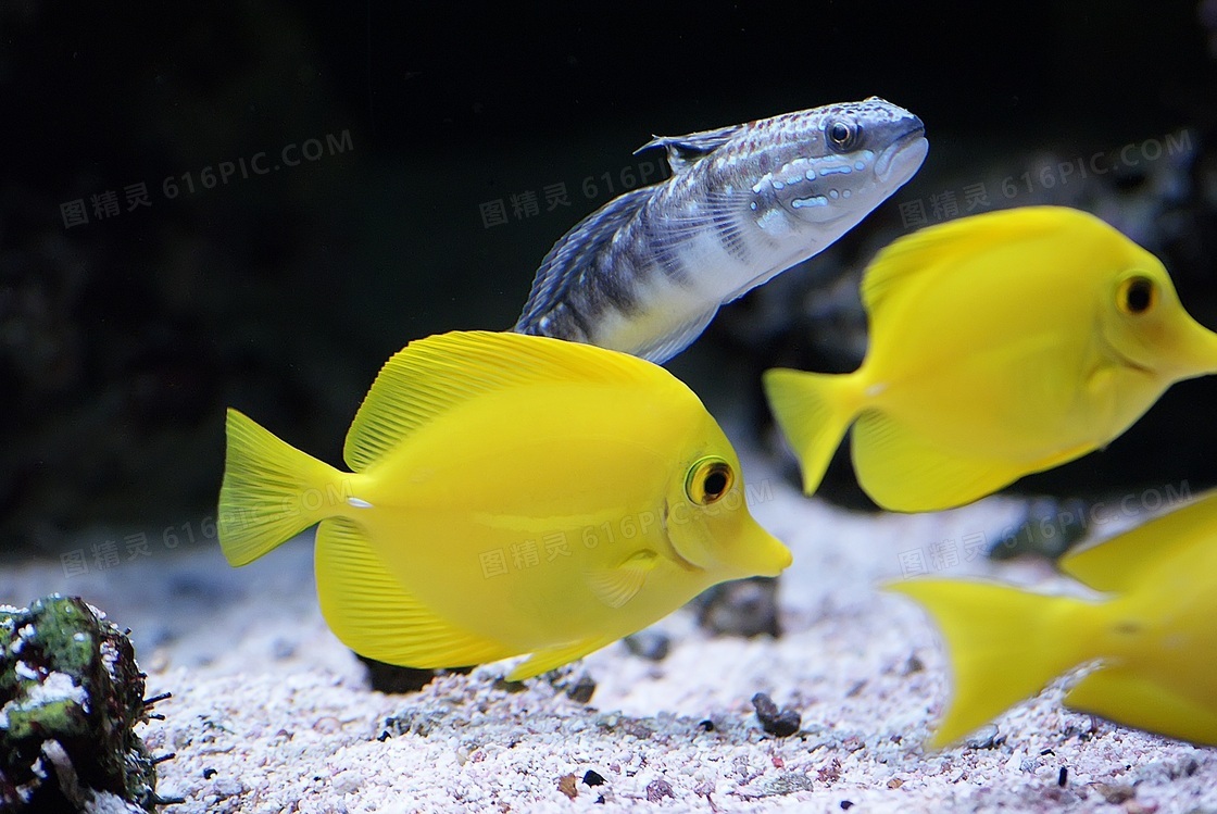 黄色热带鱼图片