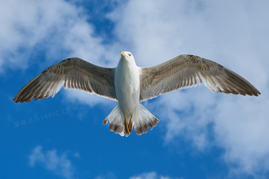 海鸥飞翔图片