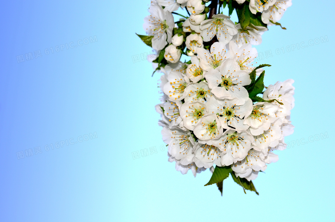 白色花朵小清新图片