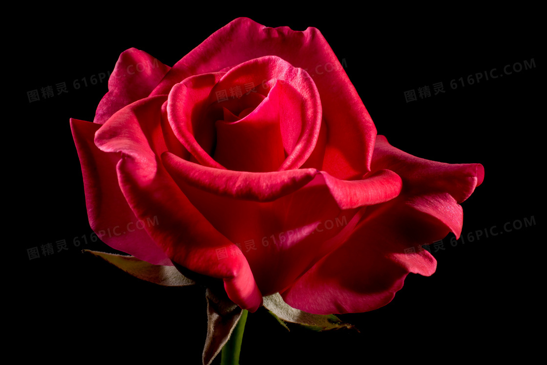 一朵红玫瑰花图片