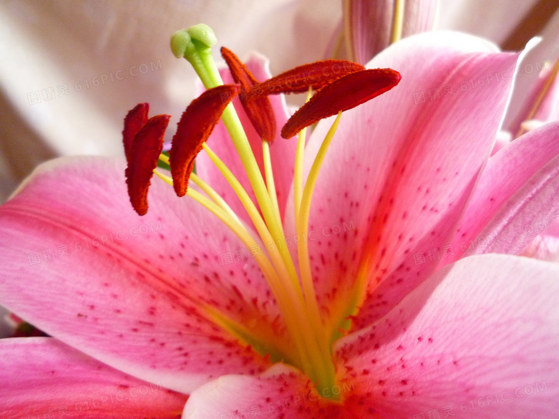 粉红色的百合花图片