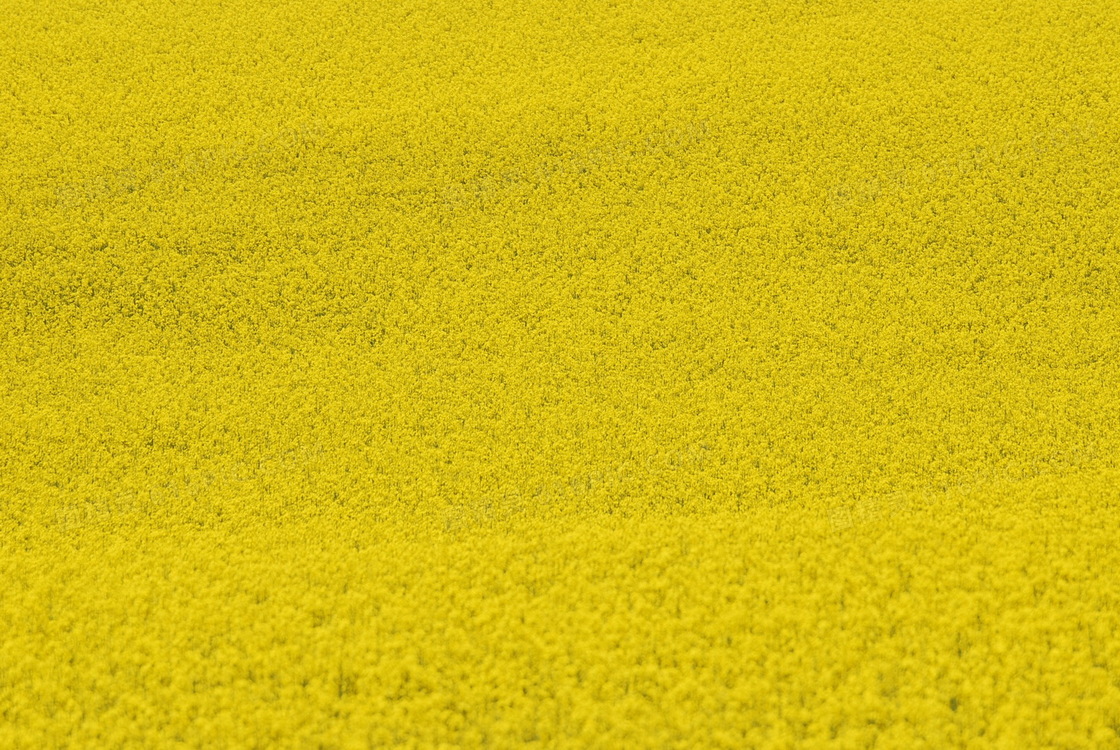 黄色花海背景jpg图片免费下载 编号vo3h004jv 图精灵