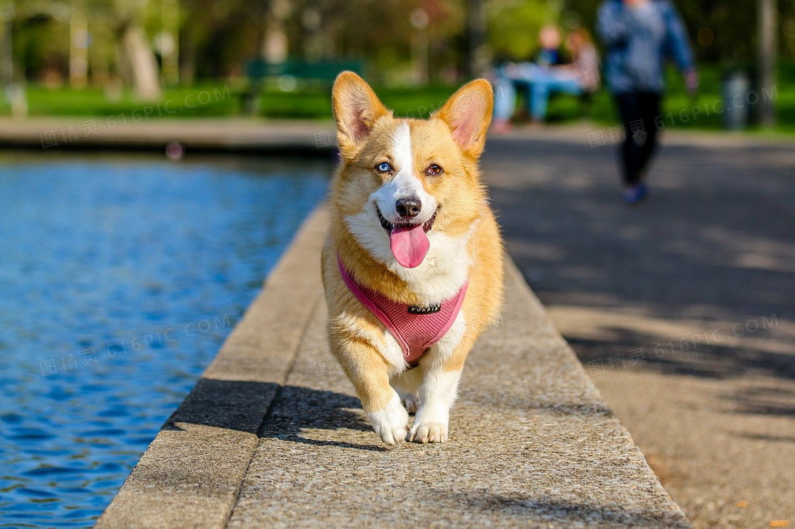 小型宠物犬柯基犬图片