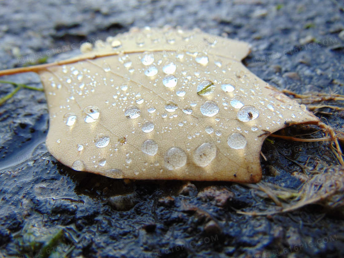 秋天雨后落叶图片