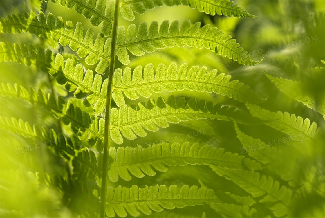 蕨类植物图片