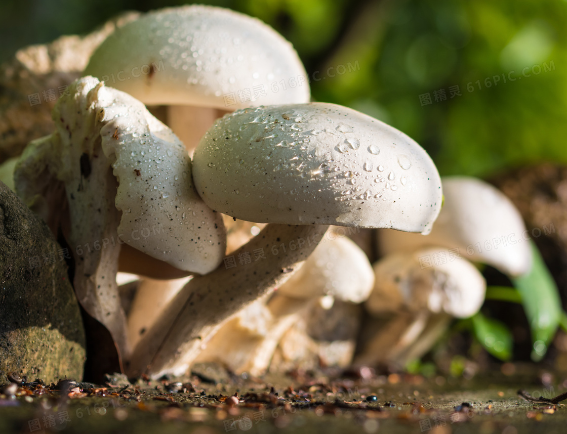 森林里的白蘑菇. 白蘑菇特写. 森林中的蘑菇. 库存图片. 图片 包括有 叶子, 空白, 秋天, 本质 - 255772829