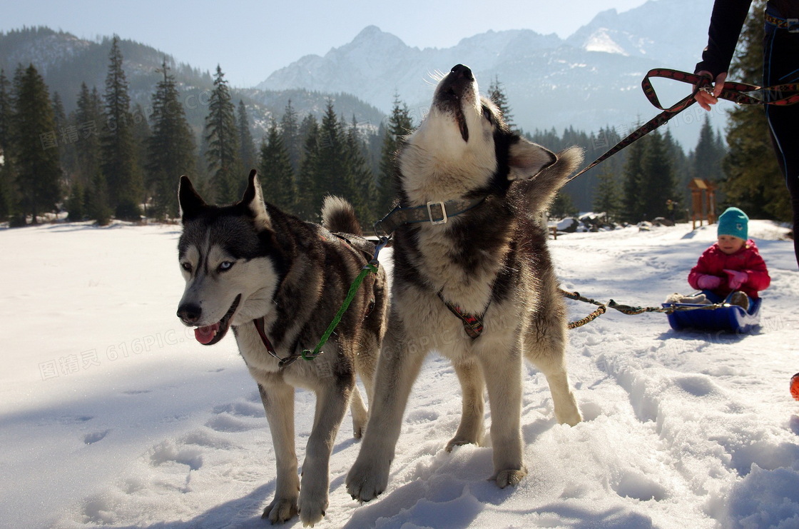 雪橇犬拉雪橇图片